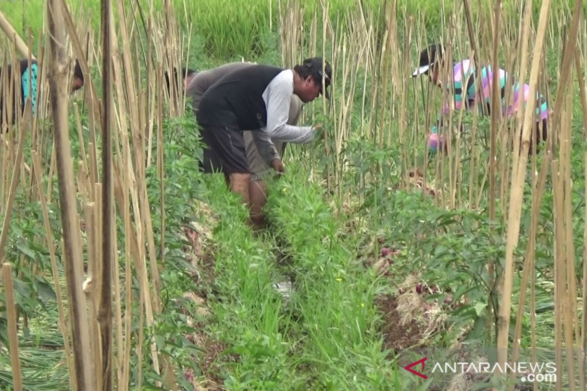 Pemkab Sukabumi pertahankan 55 ribu hektare dari alih fungsi lahan pertanian