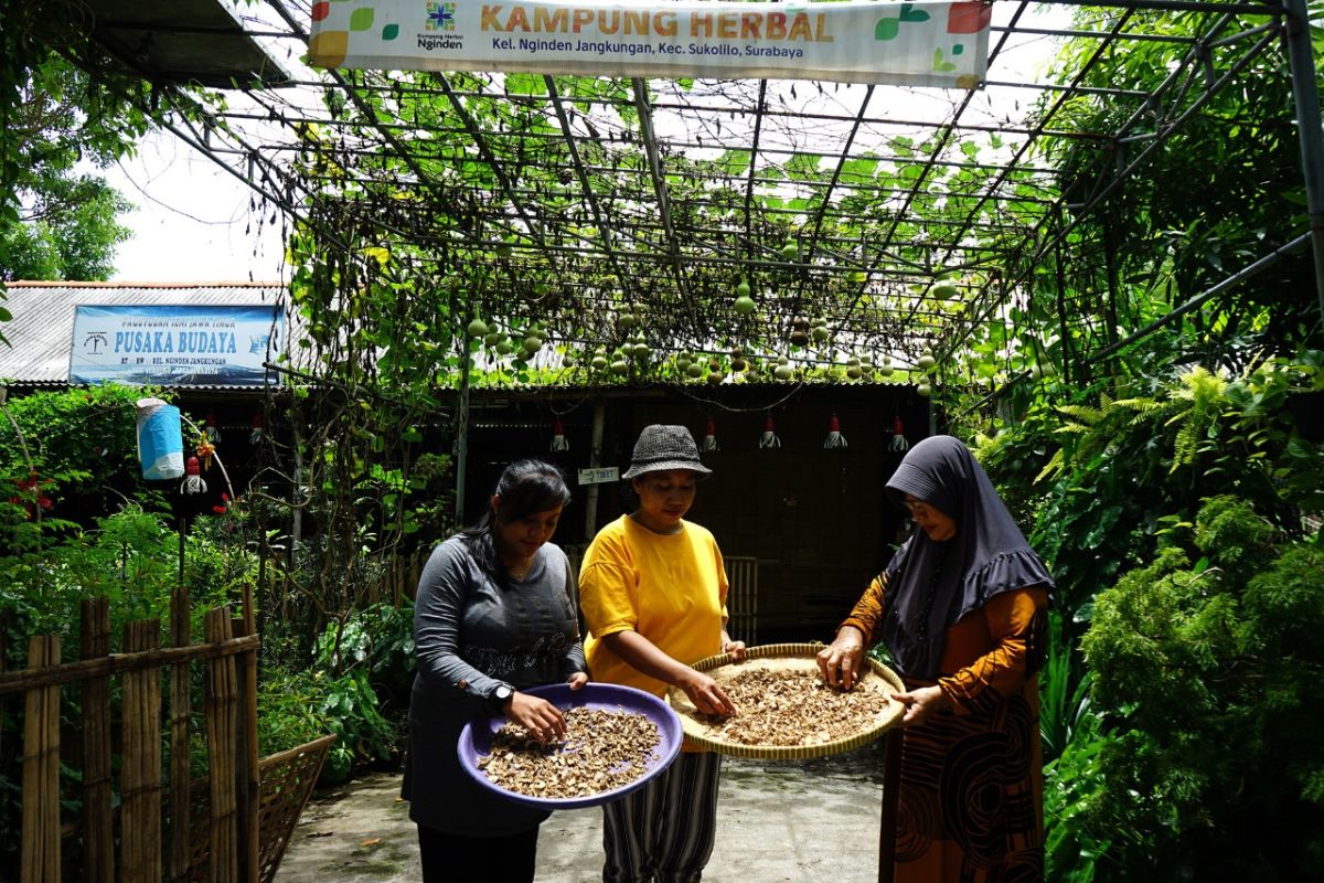 Warga Kampung Herbal Surabaya budi daya tanaman empon-empon