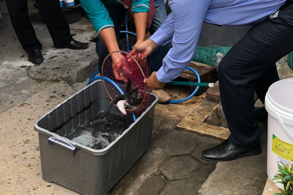 Budidaya lele "cendol" di Yogyakarta terkendala benih