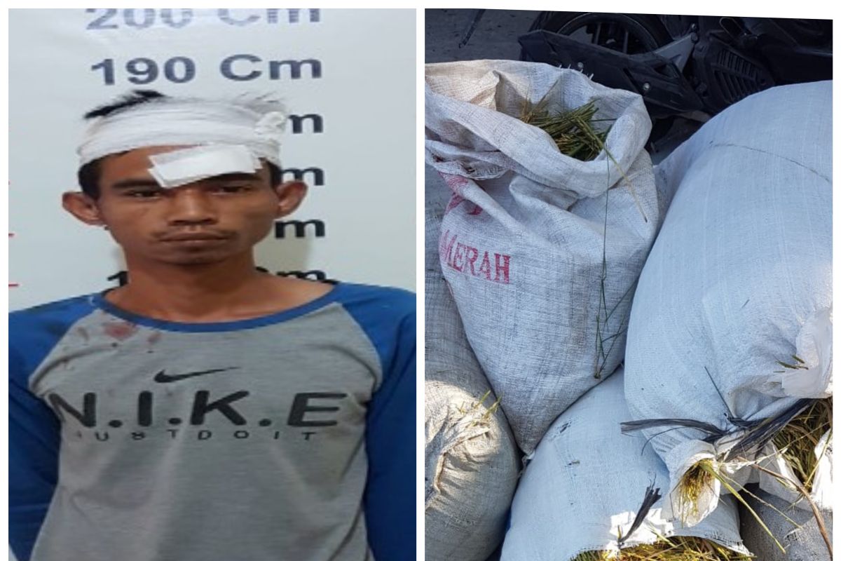 Curi empat karung padi milik warga, Anto diamankan polisi Pangkalan Susu Langkat
