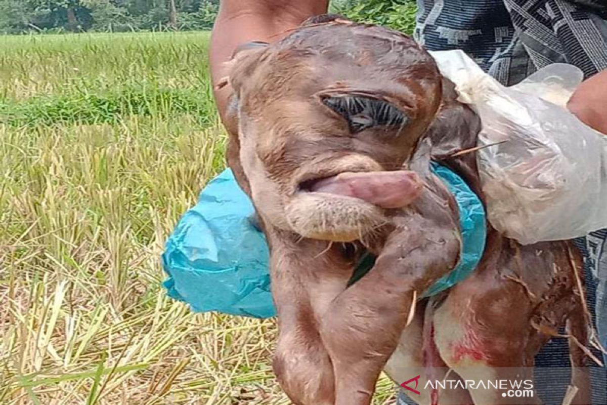 Seekor sapi lahir bermata satu membuat warga geger di Aceh Timur