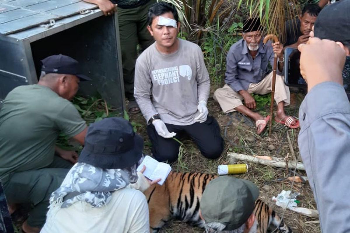 BKSDA akan lepas liarkan harimau ke Taman Nasional Gunung Leuser