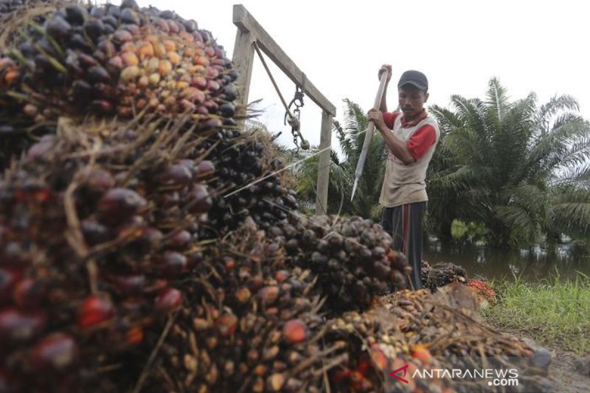 Harga sawit di Sumsel Rp1.824 per kg