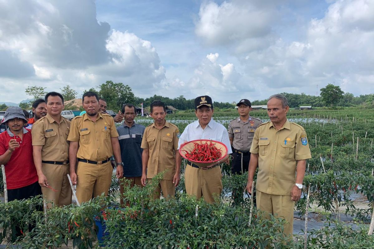 Bupati Bangka Tengah dorong kelompok tani fokus budi daya cabai