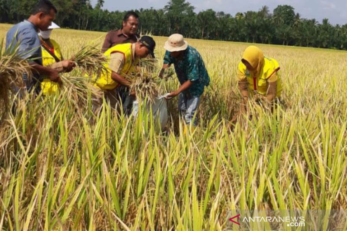 Kelangkaan pupuk, BPP Syamtalira Bayu kembangkan padi organik