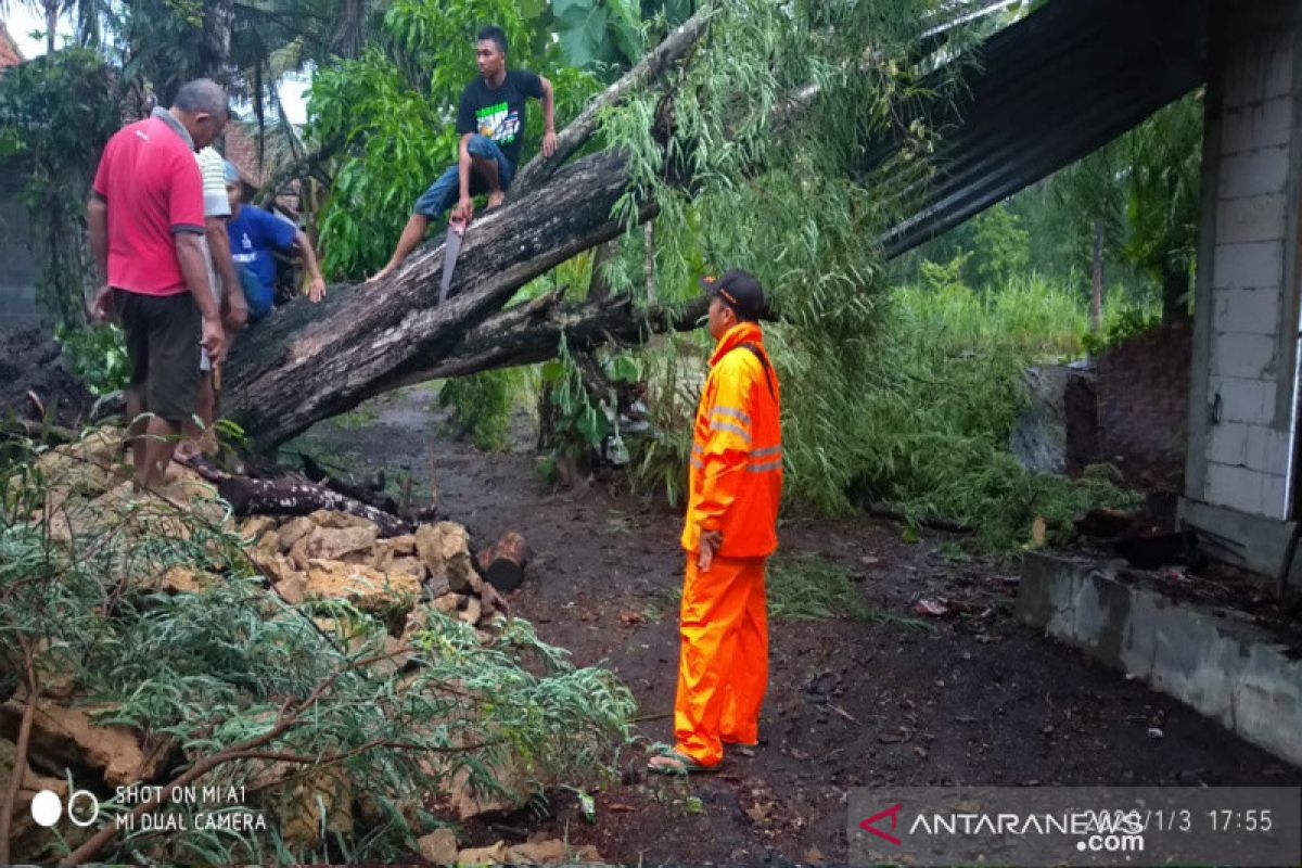 BPBD Kulon Progo mencatat 40 kejadian pohon tumbang sebabkan rumah rusak