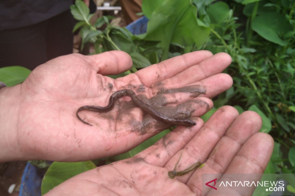 Meninjau langkah penyelamatan Danau Singkarak dan Maninjau