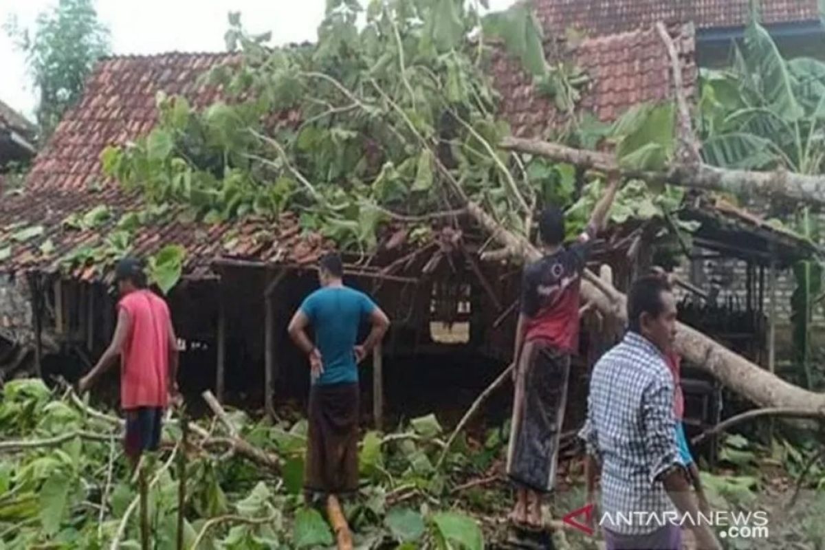 52 rumah rusak tertimpa pohon tumbang di Bantul