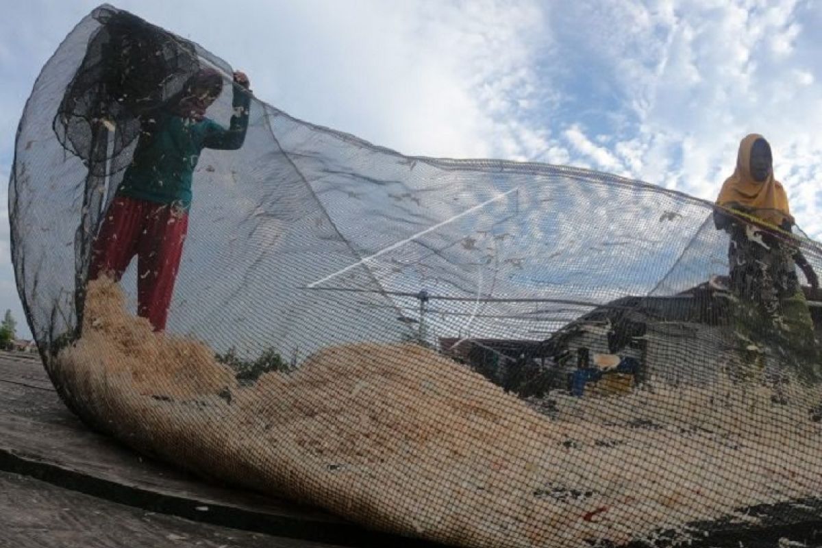 Harga udang rebon merangkak naik