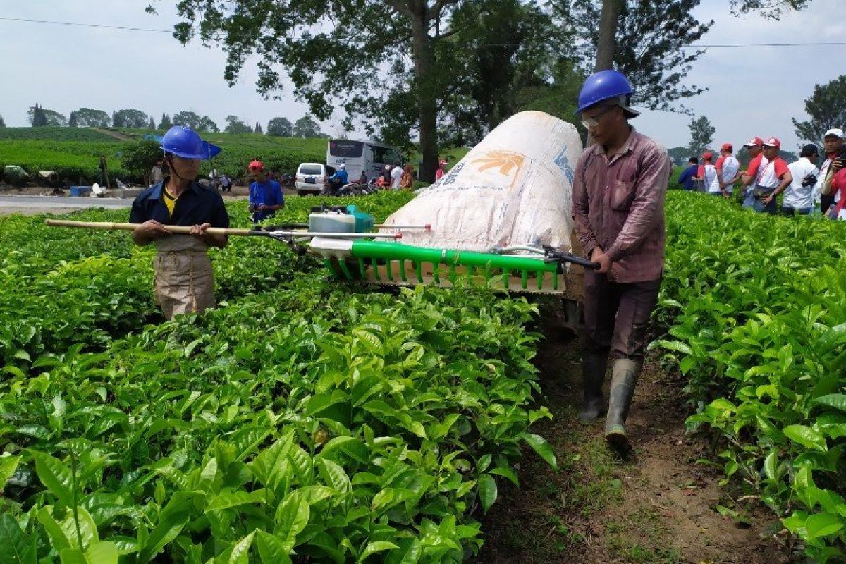Tea lovers hold Nusantara Tea Festival in Simalungun