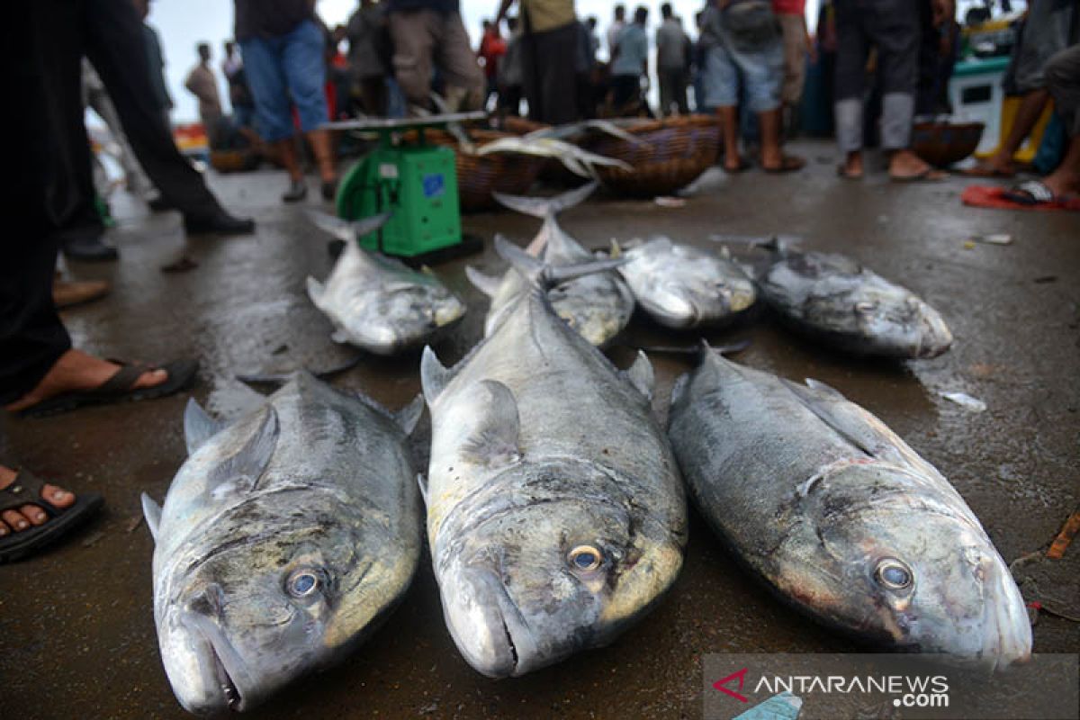 Hasil tangkapan ikan menurun