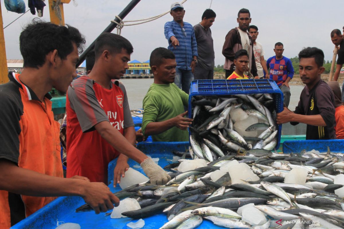 Ekspor ikan Riau tidak terdampak COVID-19