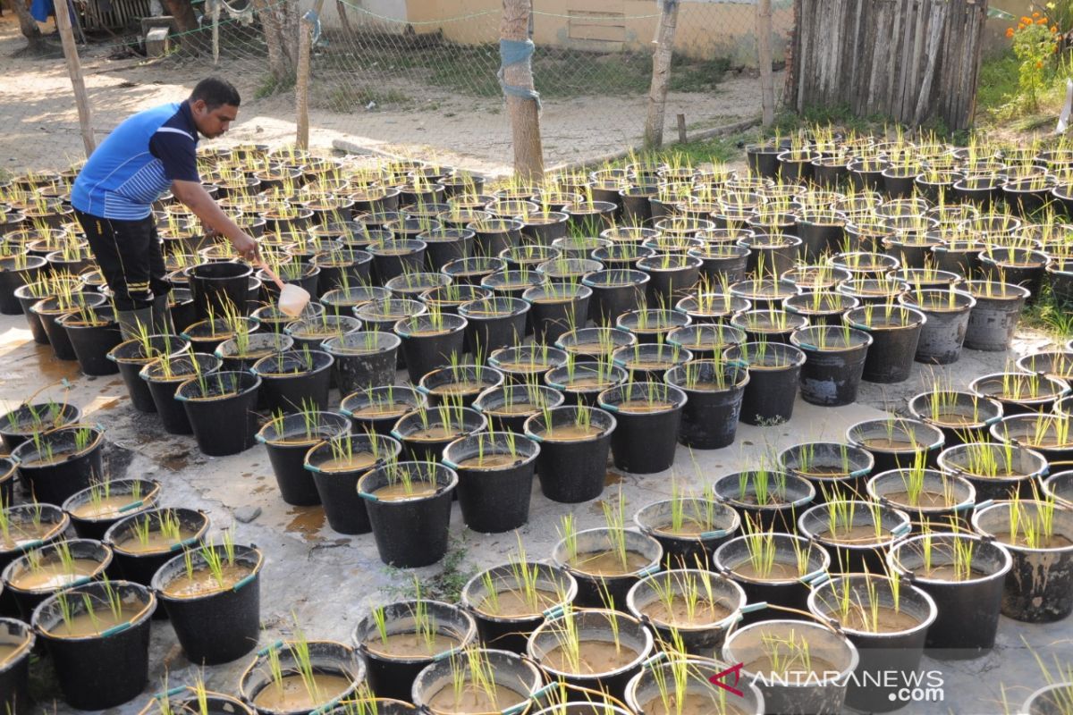 Tanaman padi organik