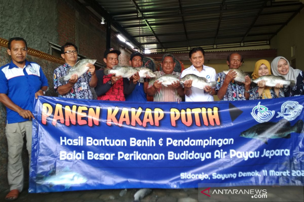 Budidayakan kakap putih, petambak ikan di Demak gunakan pakan alami