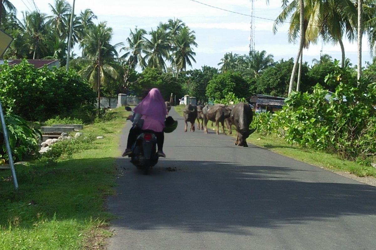 Mukomuko targetkan angka kelahiran ratusan anak kerbau