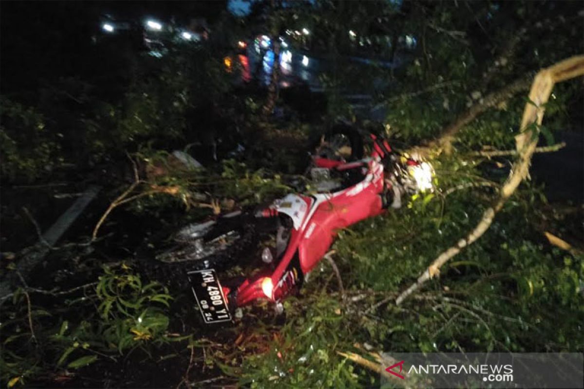 Pengendara di Palangka Raya tewas usai tabrak pohon tumbang