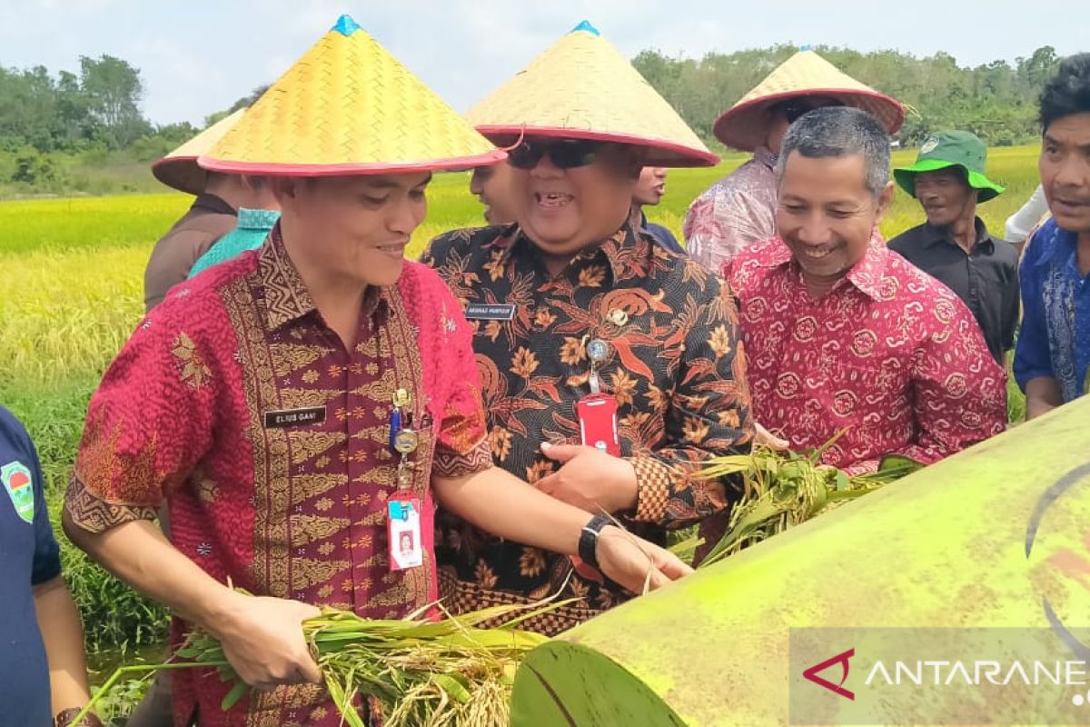 Pemkab Bangka gelar panen raya padi di Desa Banyu Asin