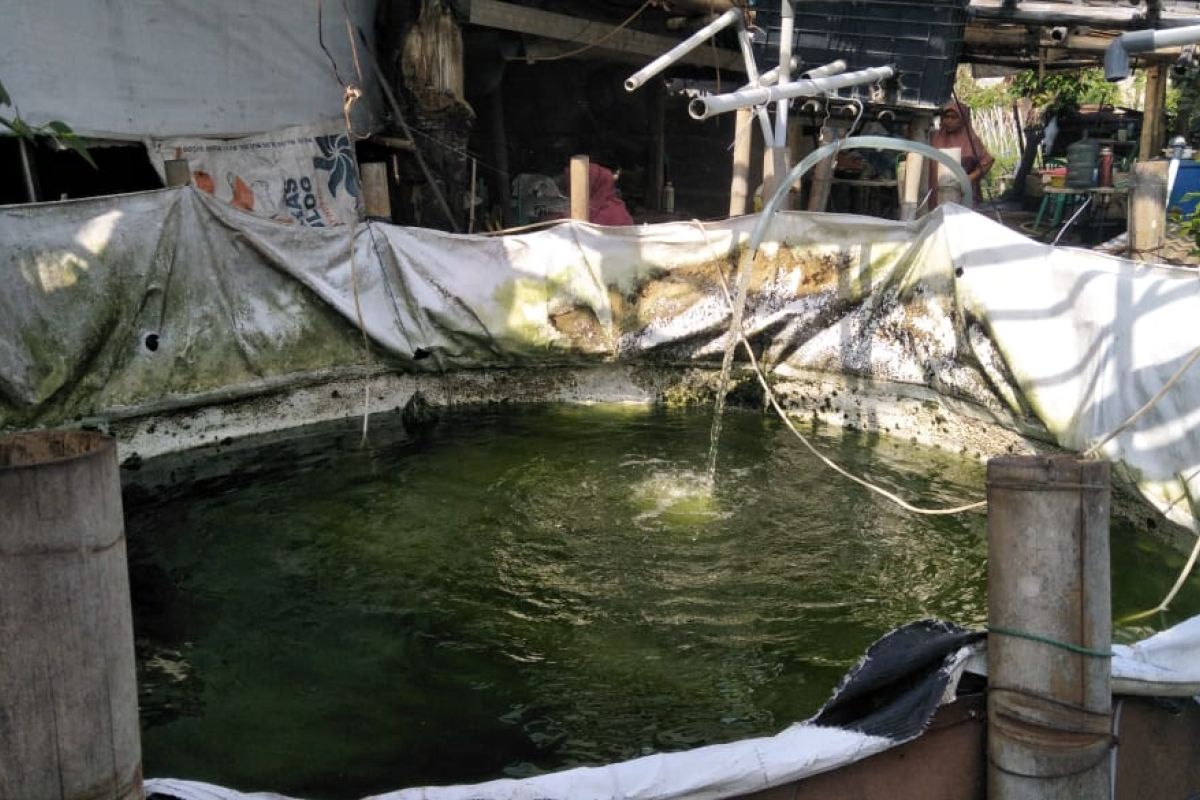 Program budi daya ikan bioflok di Mataram ditiadakan pada 2020