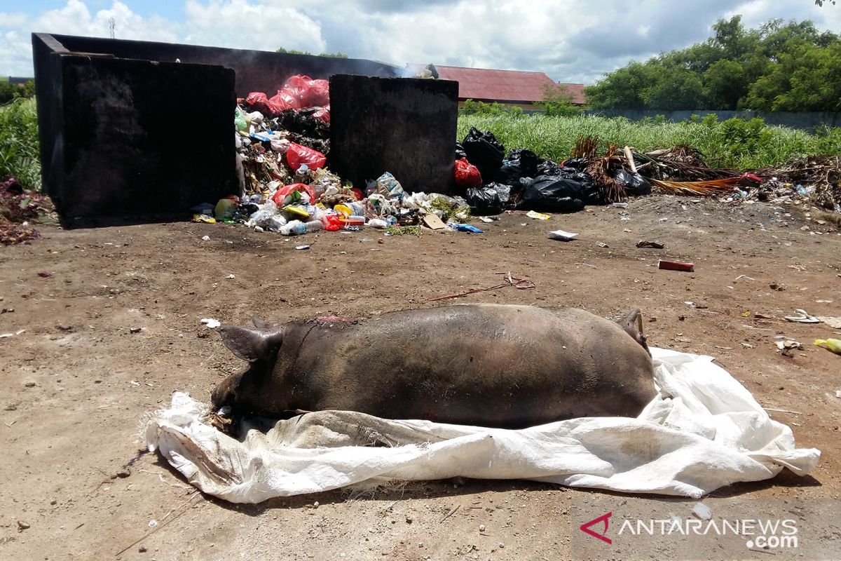 4.888 ekor babi milik warga NTT mati akibat serangan virus ASF