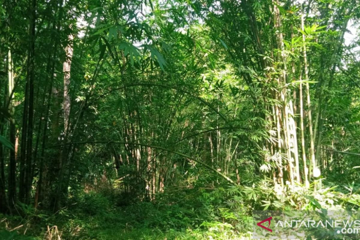Peneliti: Hutan bambu Tana Toraja mendesak dilestarikan