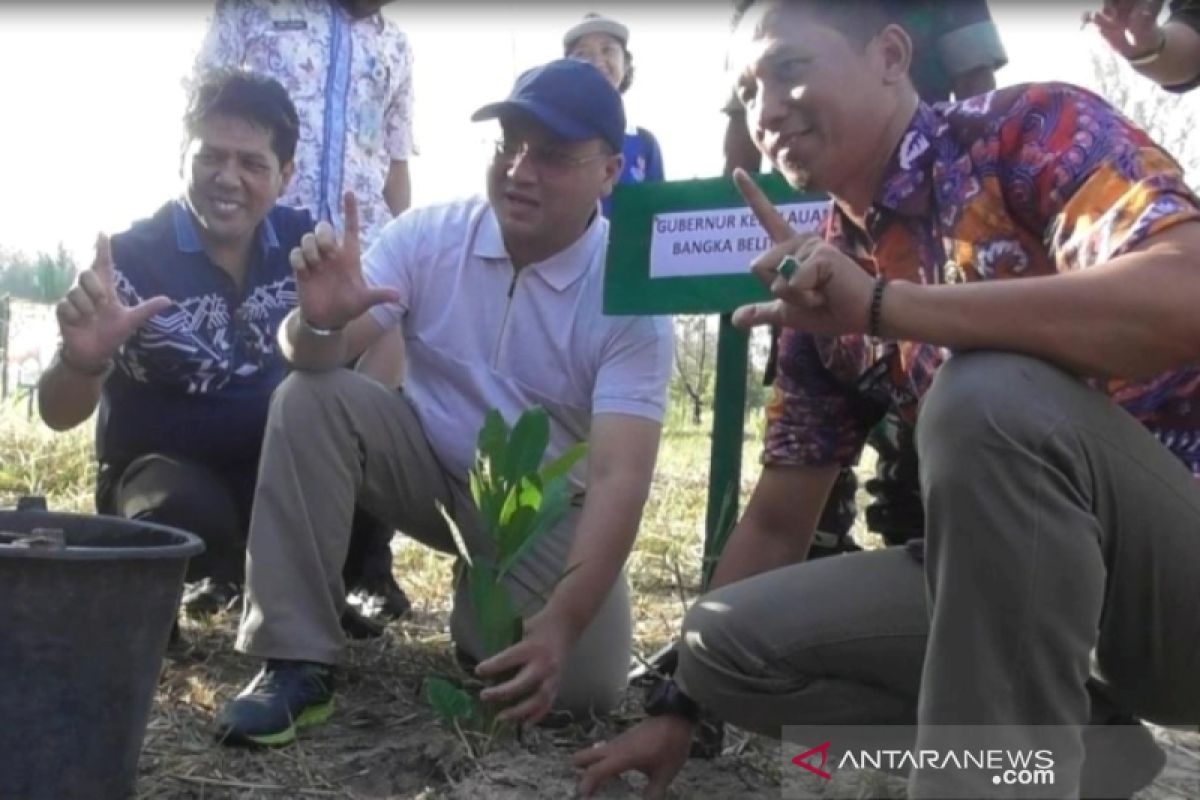 Gubernur Bangka Belitung luncurkan Gerakan Jumat Menanam Mangrove