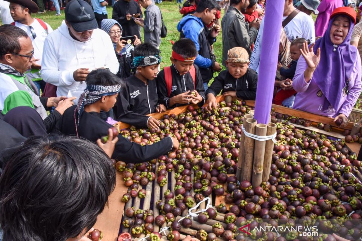 Pengunjung berebut manggis gratis pada Festival Manggis Purwakarta