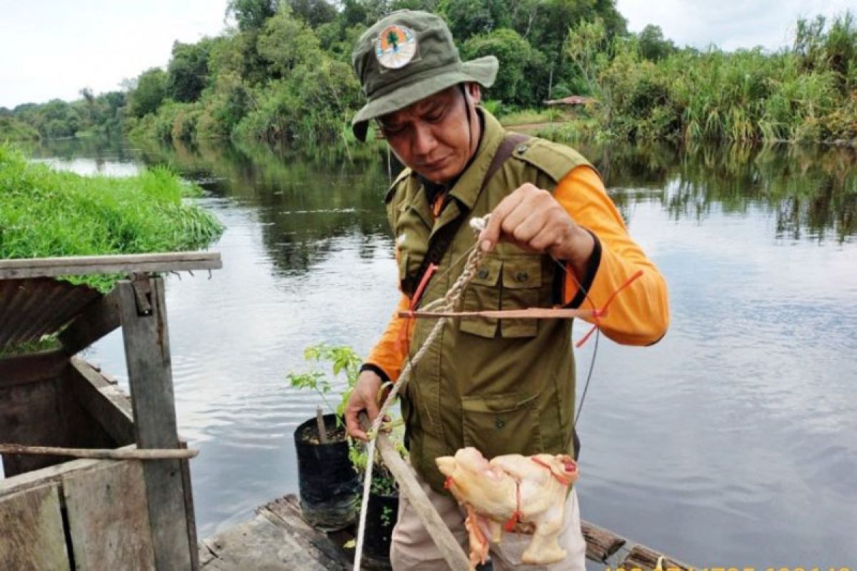 BKSDA pasang jerat tangkap buaya besar di Kotawaringin Timur