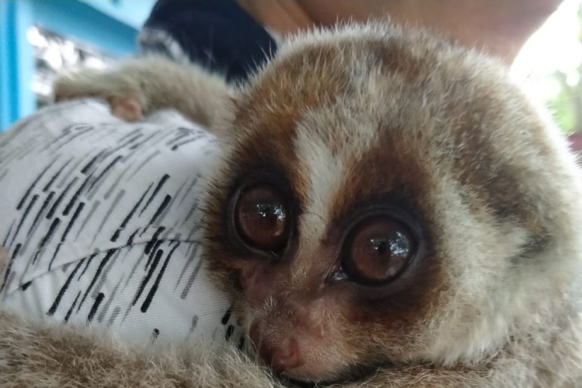KPH Tabalong hands over protected slow loris to BKSDA