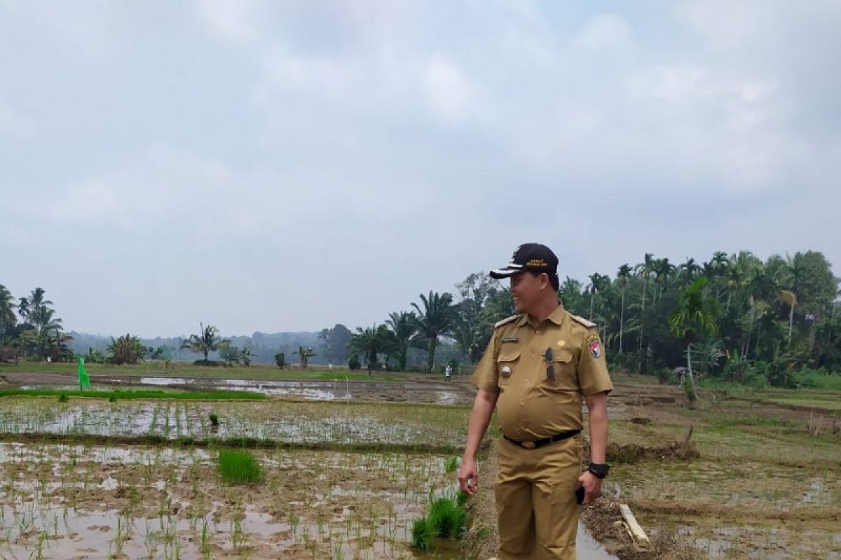 Harga gabah di Mukomuko kembali naik