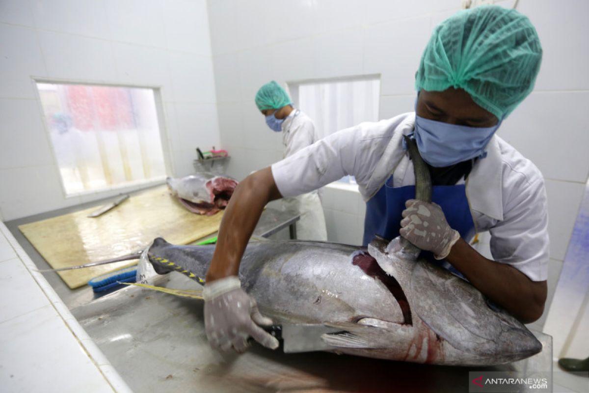 IJB-Net: Perlu teknologi pascatangkap ikan untuk ekspor ke Jepang