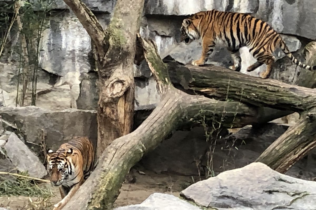 Harimau sumatera Oscar, Willi, Seri dan Kiara tumbuh sehat di Tierpark Berlin