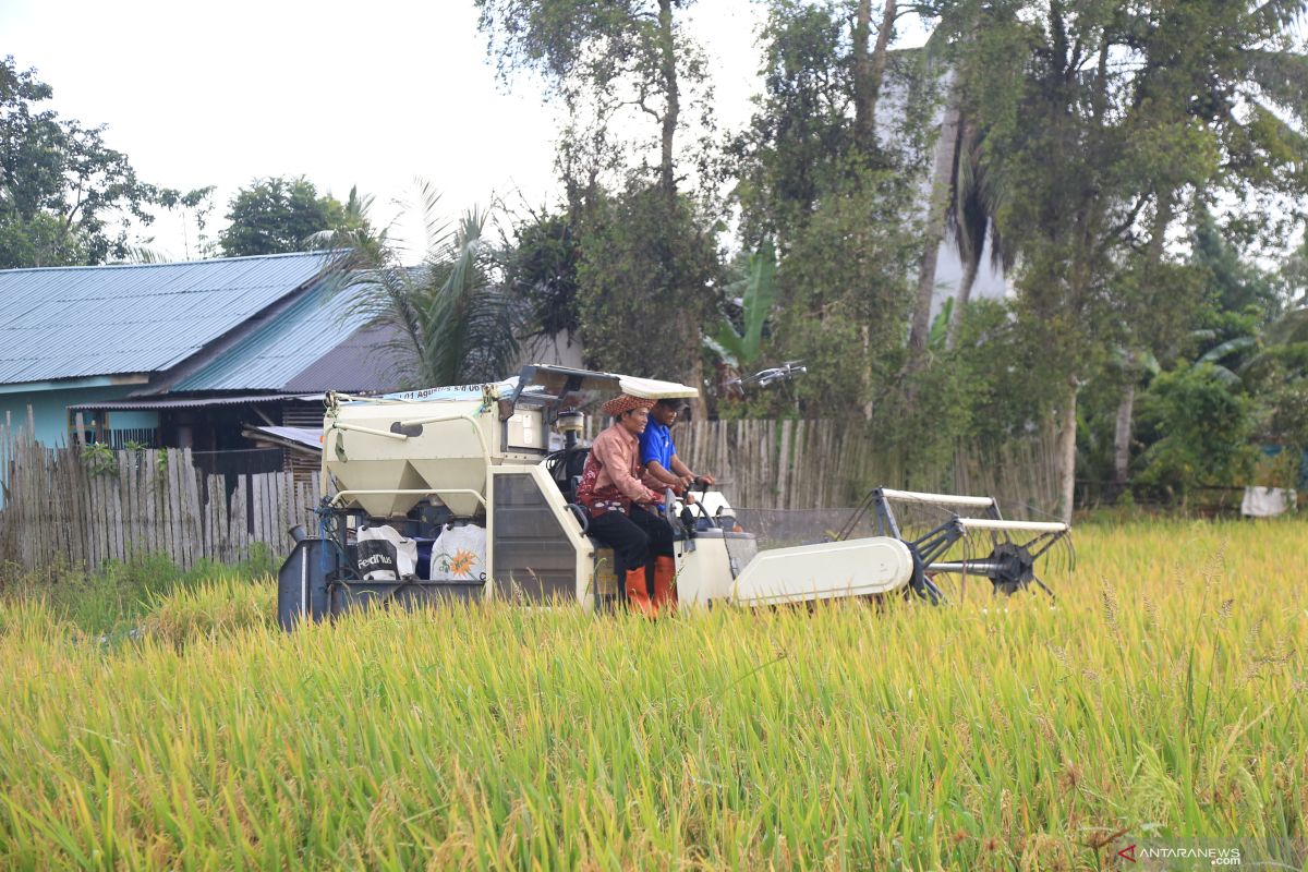 Serasi Program in Sarikandi Village produces 6,186 tons rice per hectare