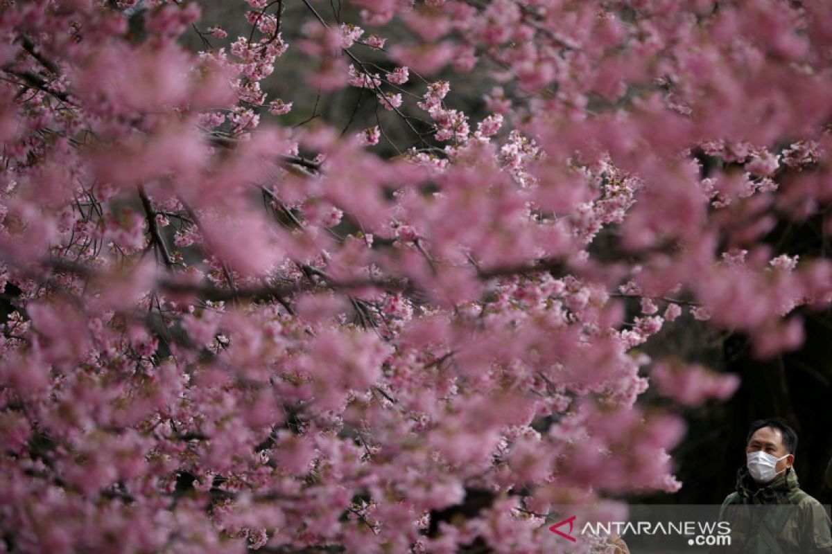 Gubernur Tokyo minta warga nikmati keindahan sakura tahun depan saja