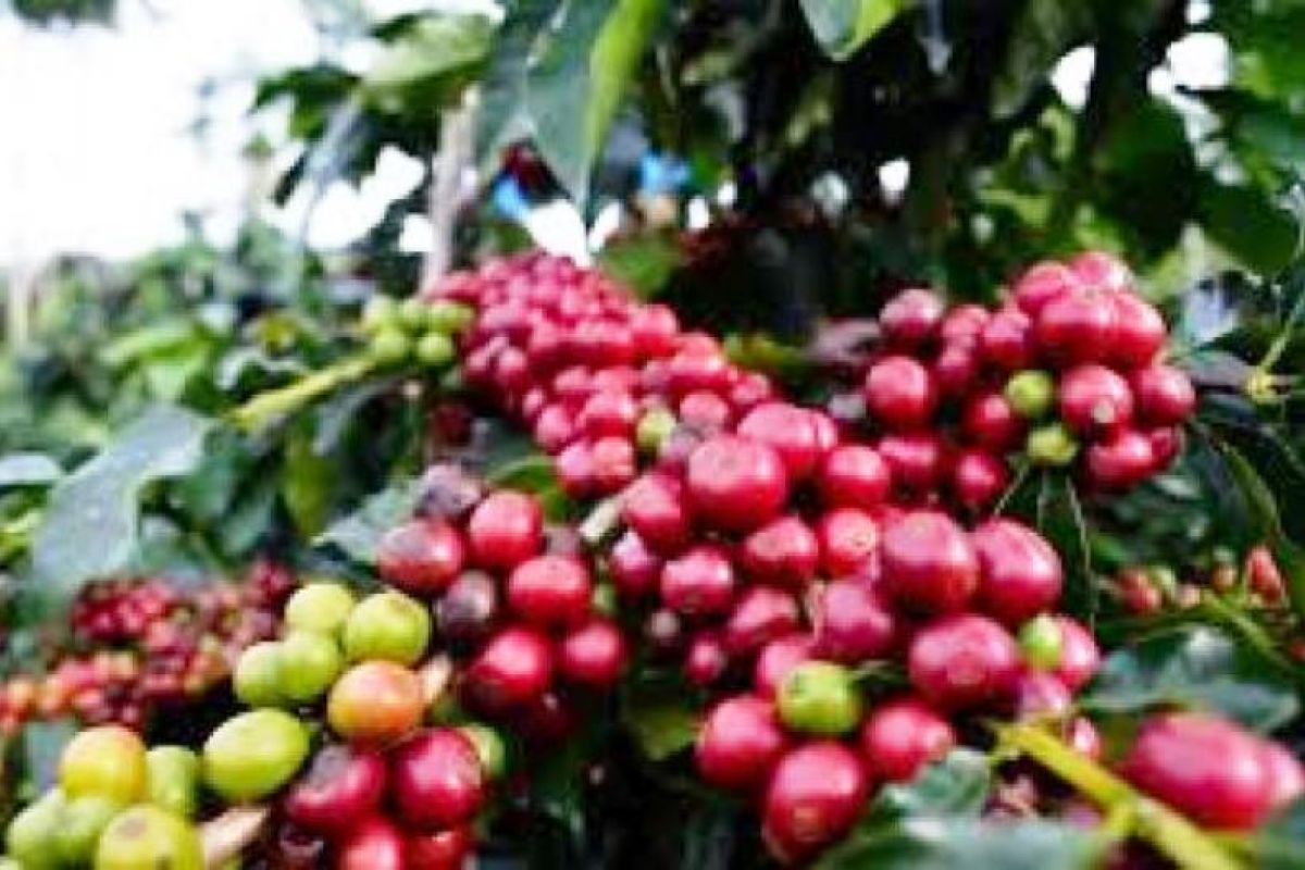 Menjadikan kopi Papua pintu masuk mencegah konflik