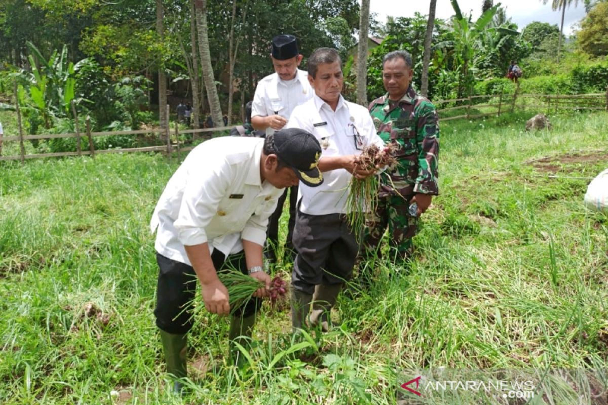 Bawang Merah Bima Brebes prioritas di Padangsidimpuan