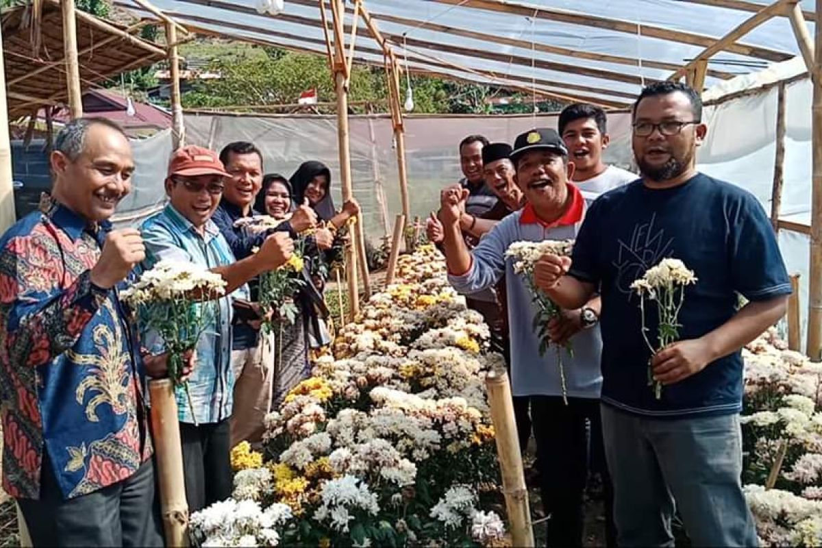 Distan Aceh Tamiang pelajari pengembangan Bunga Krisan