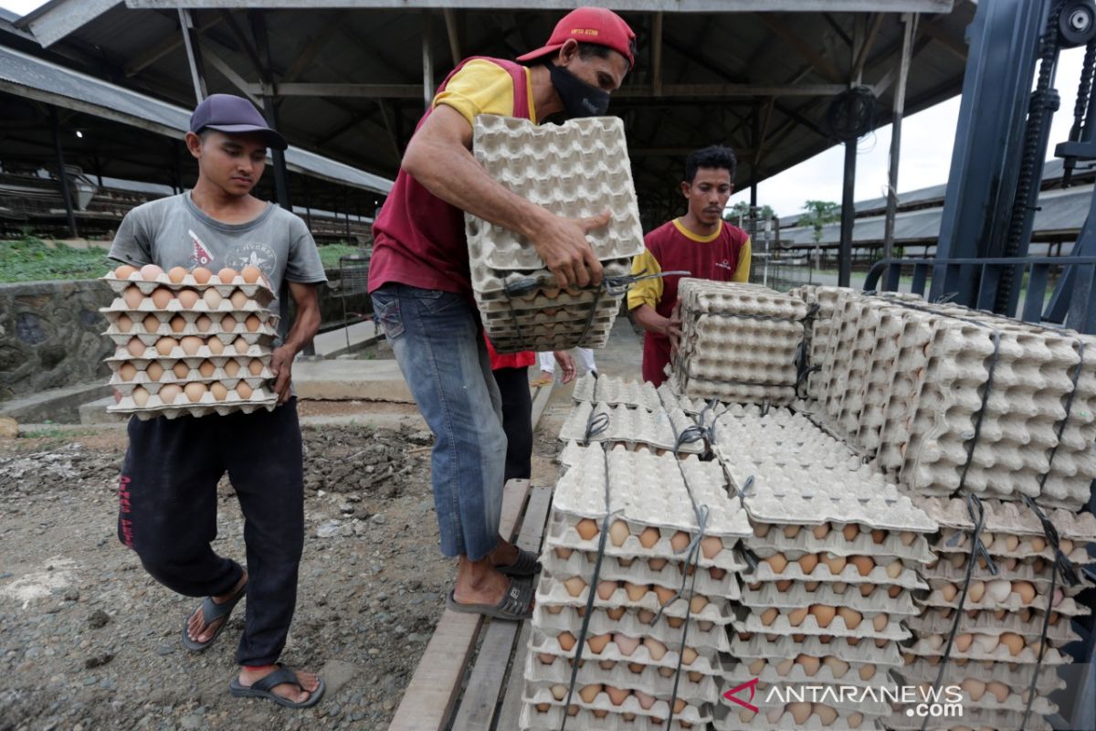 Produksi Telur Ayam Ras Lokal