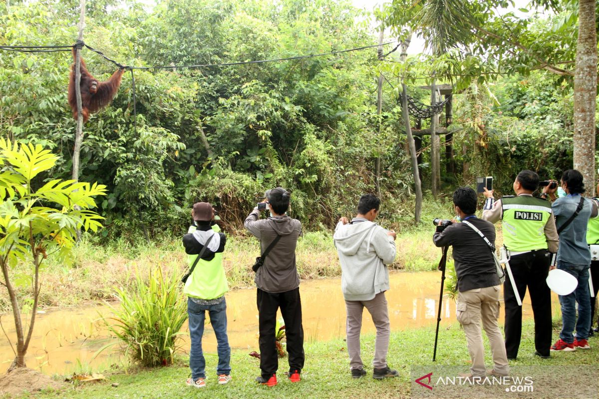 BOSF tutup sementara fasilitas rehabilitasi  orangutan