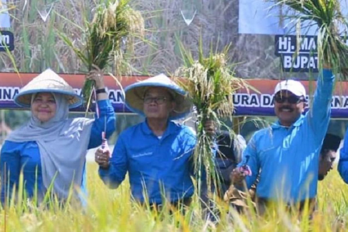 Panen Raya di Kumpeh Ulu Muarojambi