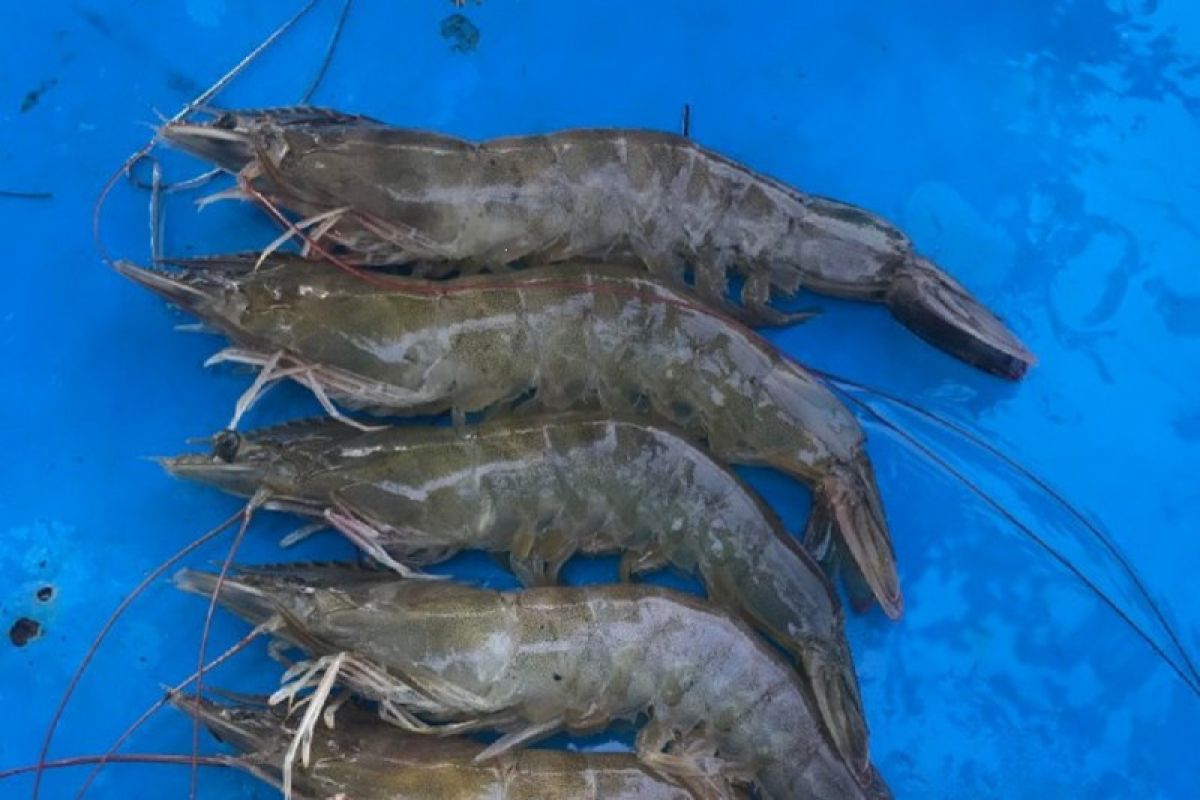 Badan Karantina Ikan Lampung komit jaga mutu komoditas budi daya