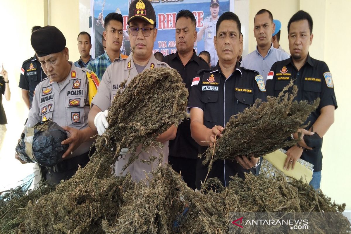 Lagi, Polres Madina temukan dua hektar ladang ganja