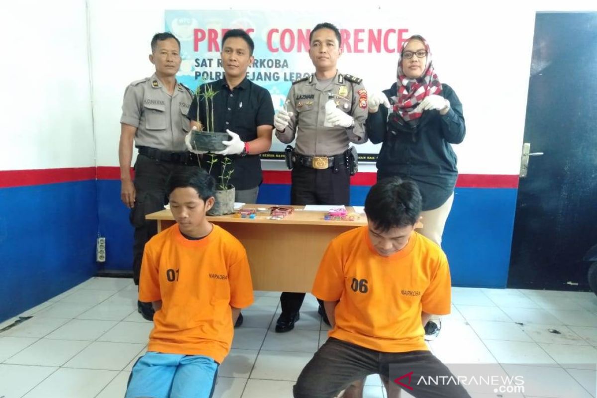 Polisi amankan buruh bangunan penanam ganja dalam polybag