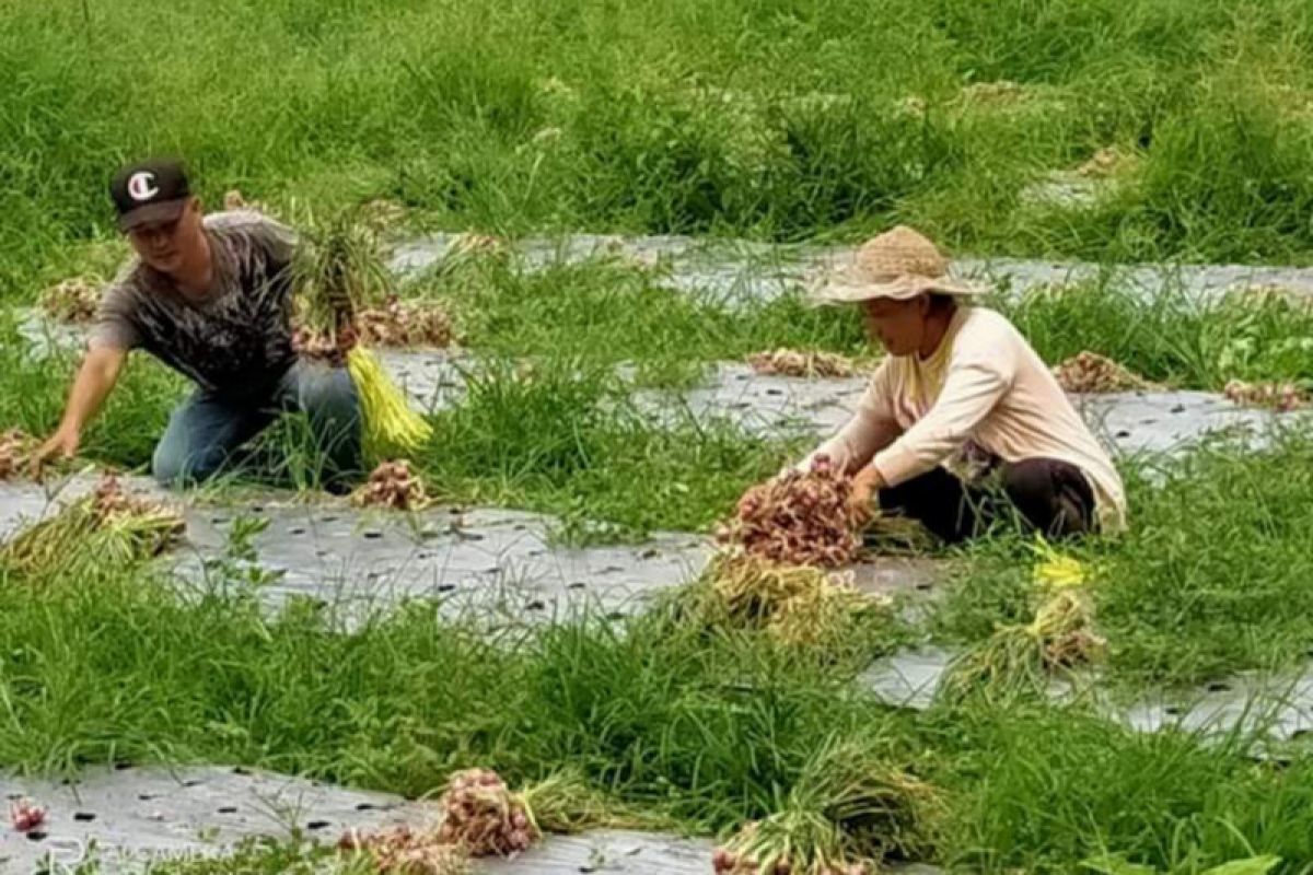 Program pangan Minahasa Tenggara antisipasi dampak Corona