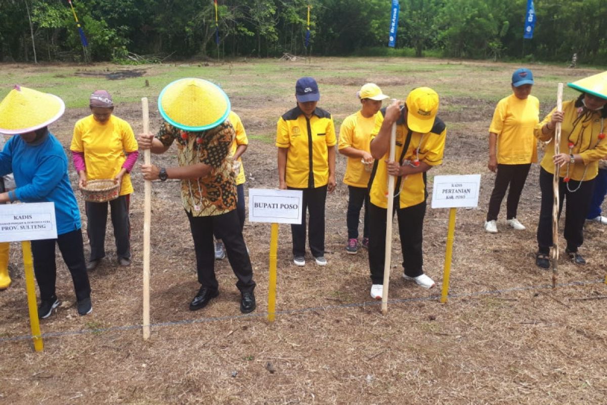 Kabupaten Poso  galakkan Gerakan Tanam Kedelai