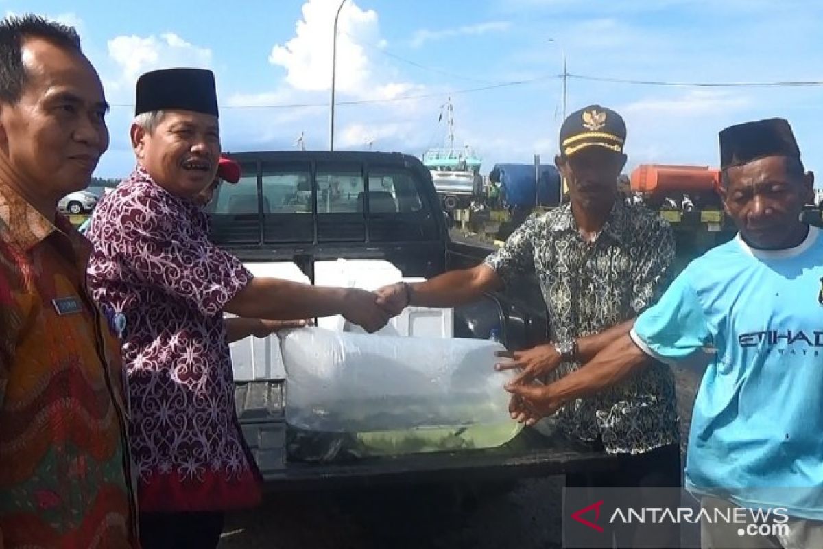 Dinas Perikanan Paser kembangkan budidaya Ikan kakap putih