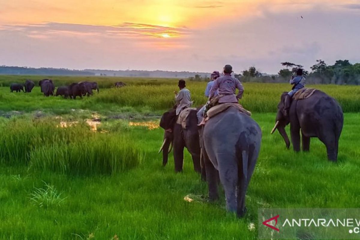 Petugas dan warga halau gajah liar TNWK akan masuk perkebunan