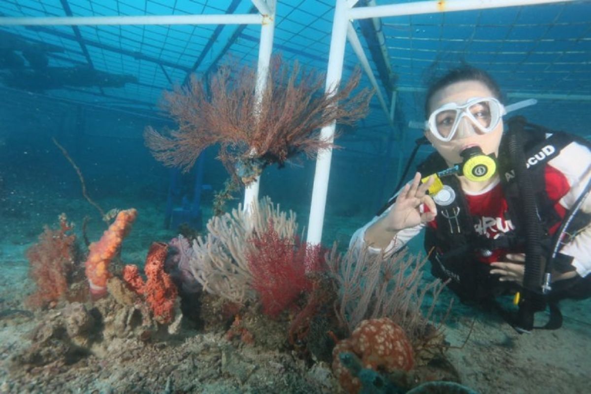 Kondisi terumbu karang Indonesia disebut mengkhawatirkan, ini sebabnya