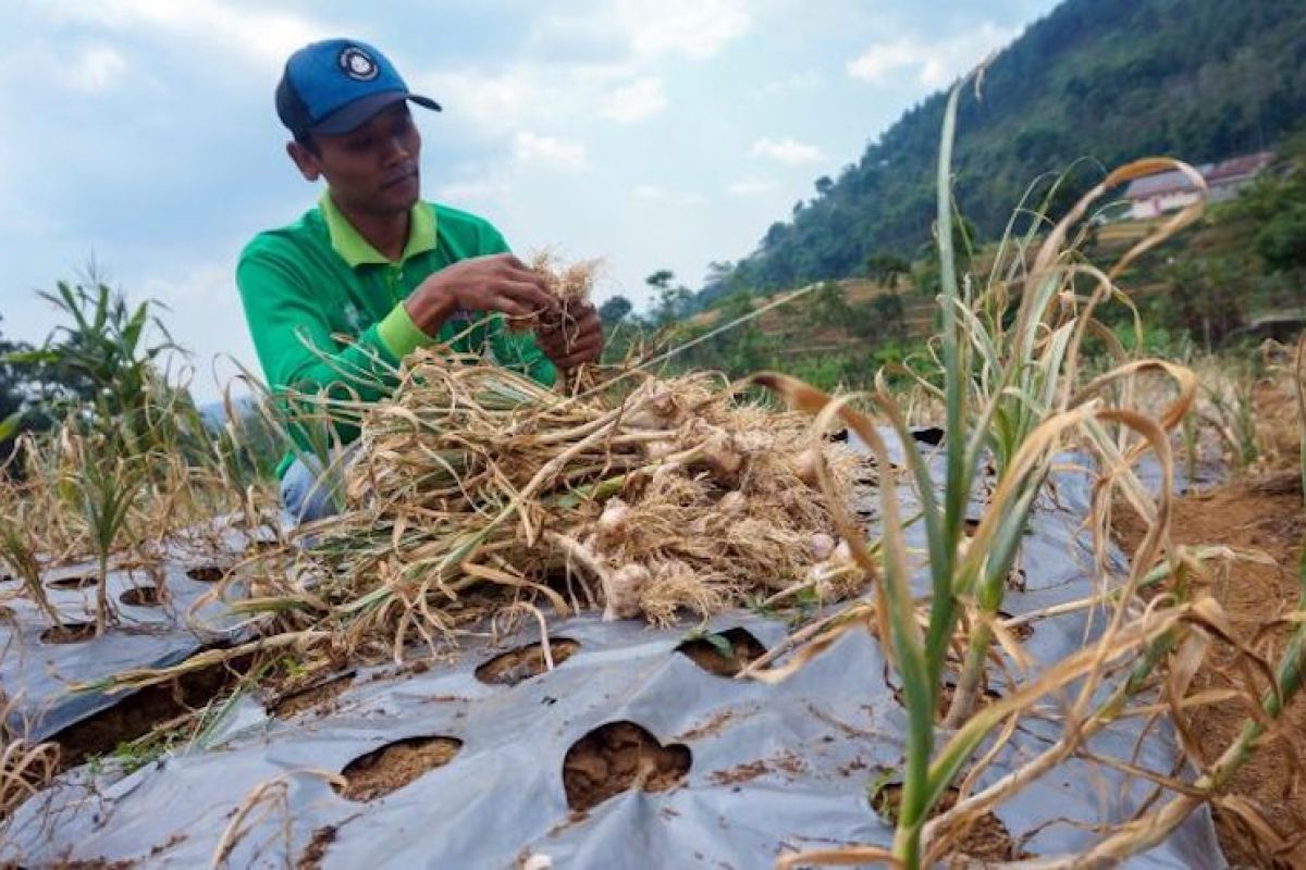 Petani Sumatera Selatan mulai kembangkan  tanaman bawang putih