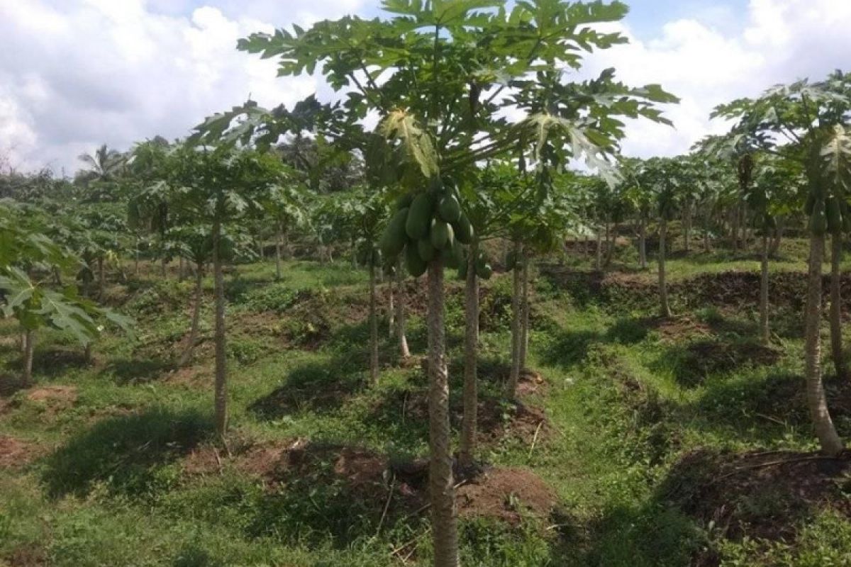 Asosiasi Petani Pepaya California Lebak  siap penuhi kebutuhan pasar Jakarta