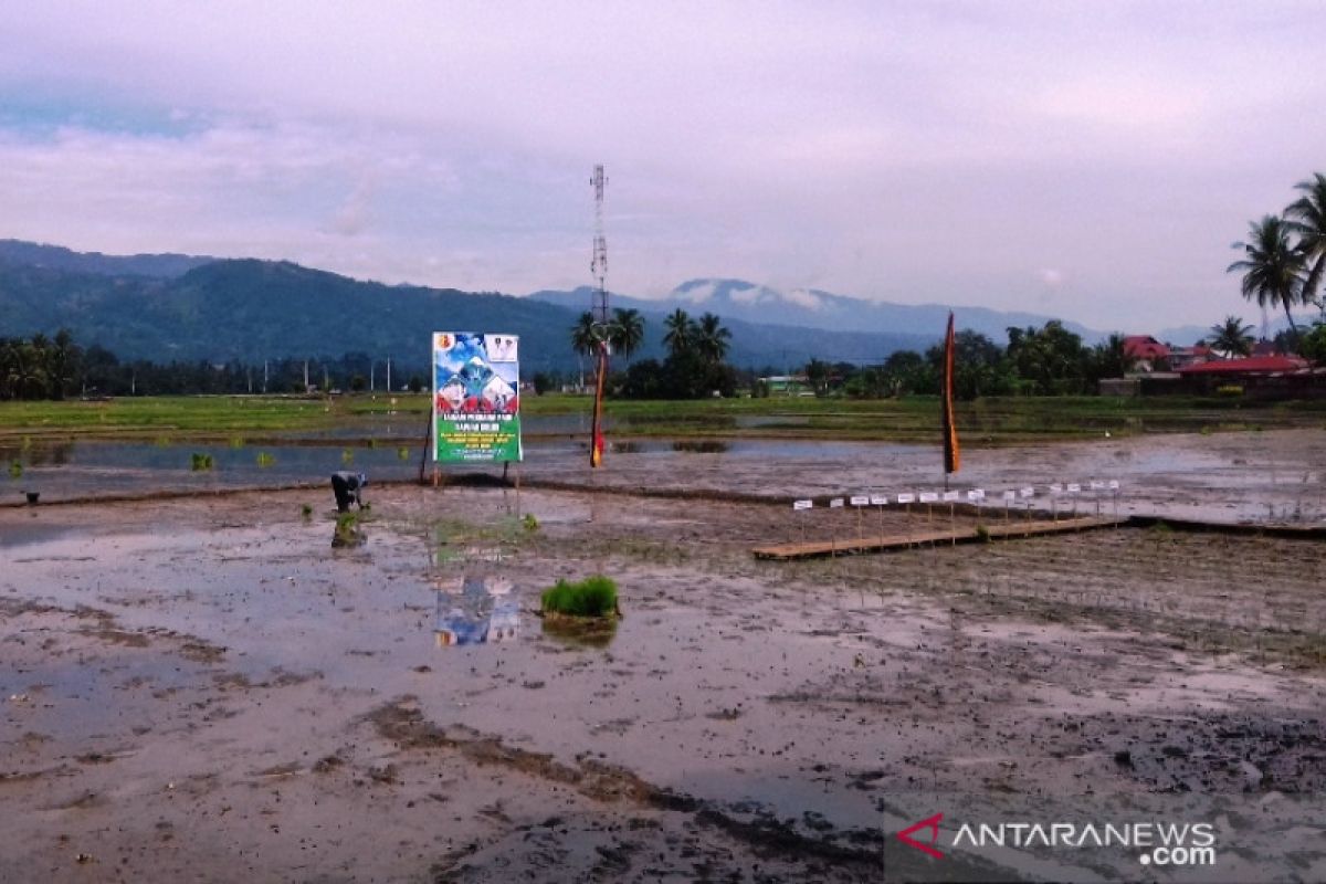 Target tanam padi Kota Solok pada 2020 menyusut